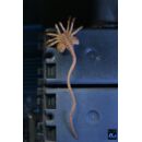 Aliens Ultimate Figura Warrior (1986) Xenomorph Black (40th Anniversary) 23 cm