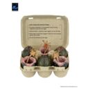 Aliens Pack de 6 Accesorios Carton of Alien Eggs (40th Anniversary)